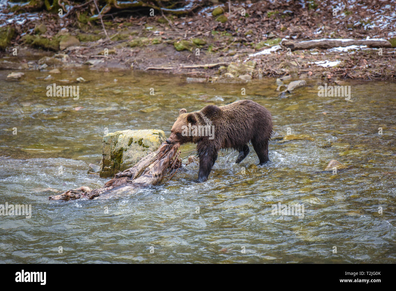Brauner Bär mit Rotwild Leichnam in seinen Mund über den Fluss gehen, Karpaten, Polen, Osteuropa. Die europäische Tierwelt. Stockfoto