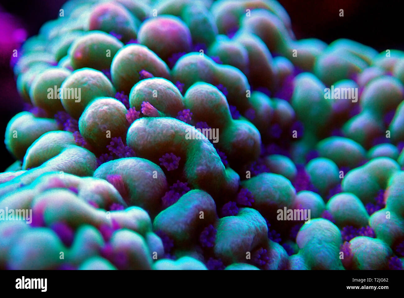 Ultra unterwasser Makro auf montipora SPS Korallenpolypen Stockfoto