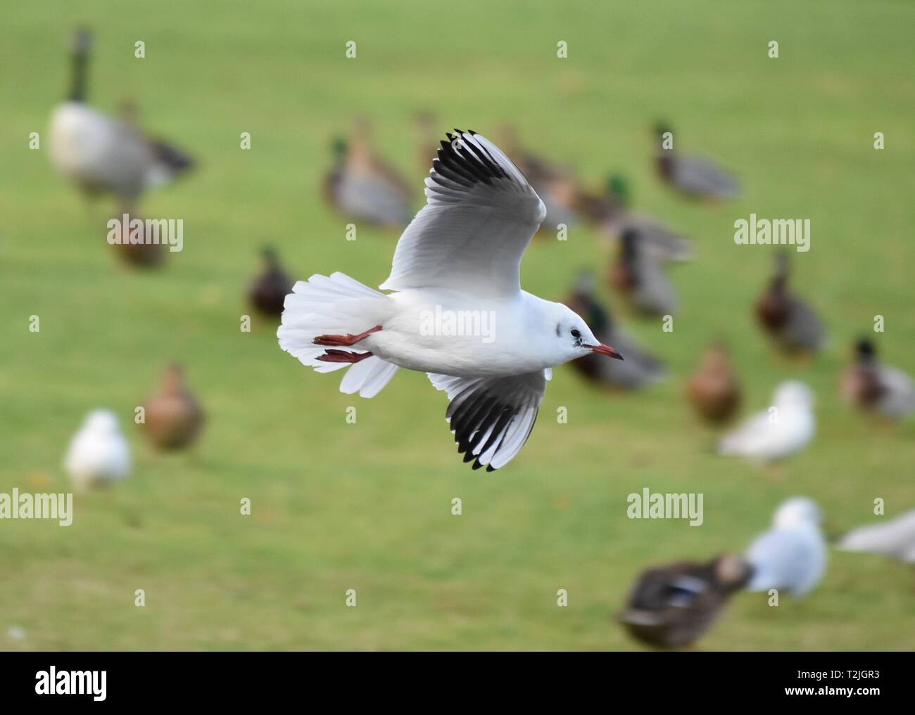 Kleine schwarze Möwe im Flug geleitet. North East England gebracht. Stockfoto