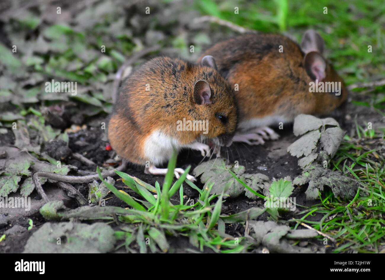 2 wilde Mäuse Futtersuche, ein Knabe Stockfoto