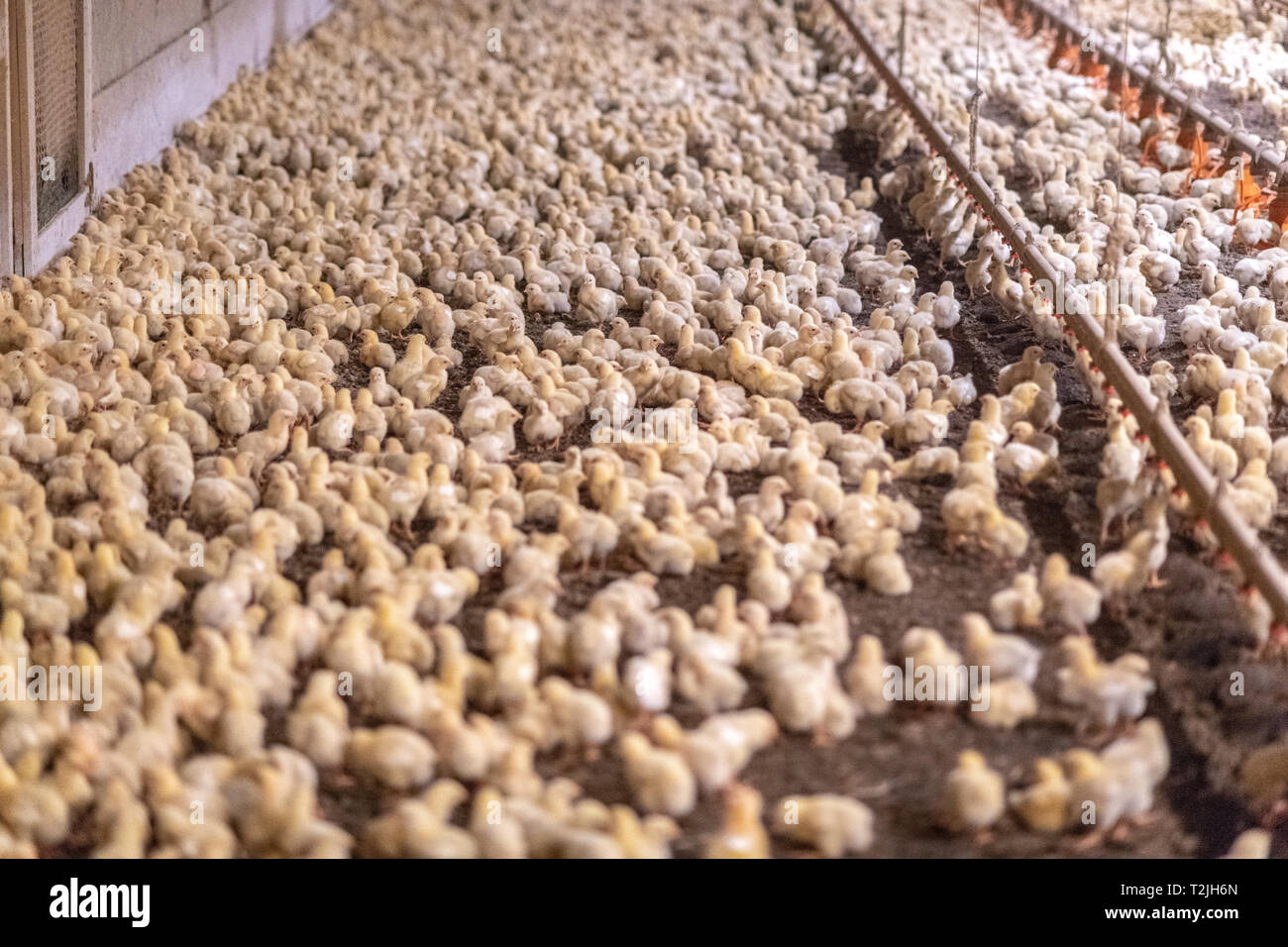 Eine Brut von baby Küken innerhalb von Chicken House, Henderson, MD Stockfoto