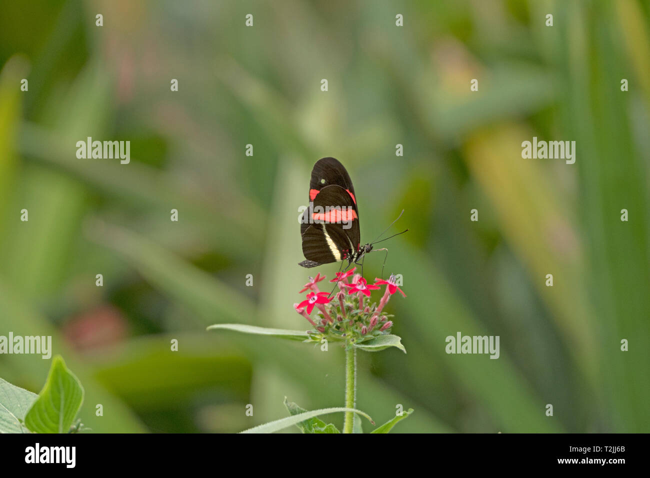 Postman Schmetterling auf einer Blume im La Paz Wildlife Sanctuary in Costa Rica Stockfoto