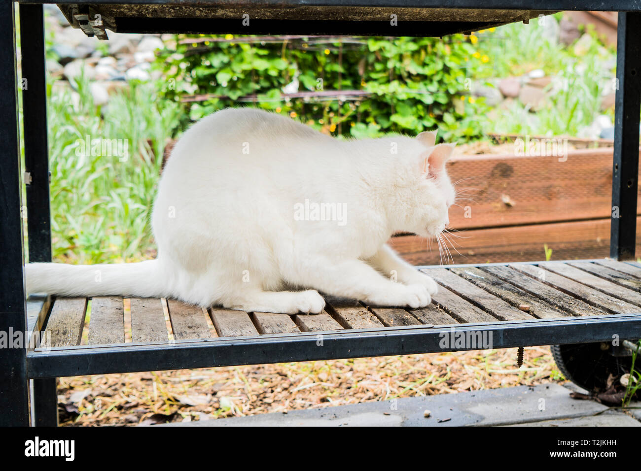 Weiße Katze im Garten spielen und schärfen Krallen auf Holz Stockfoto