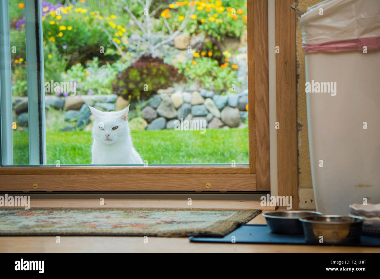 Weiße Katze will drinnen nach draußen im Garten zu essen Stockfoto