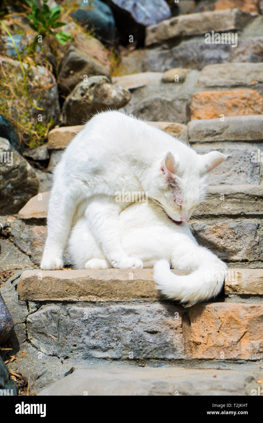 Weiße Katze reinigt sich auf den Garten Schritte Stockfoto