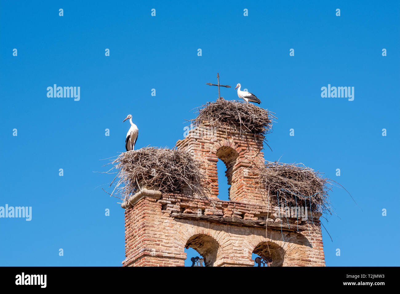 Zwei Störche in Nestern auf alten Glockenturm der Kirche Stockfoto
