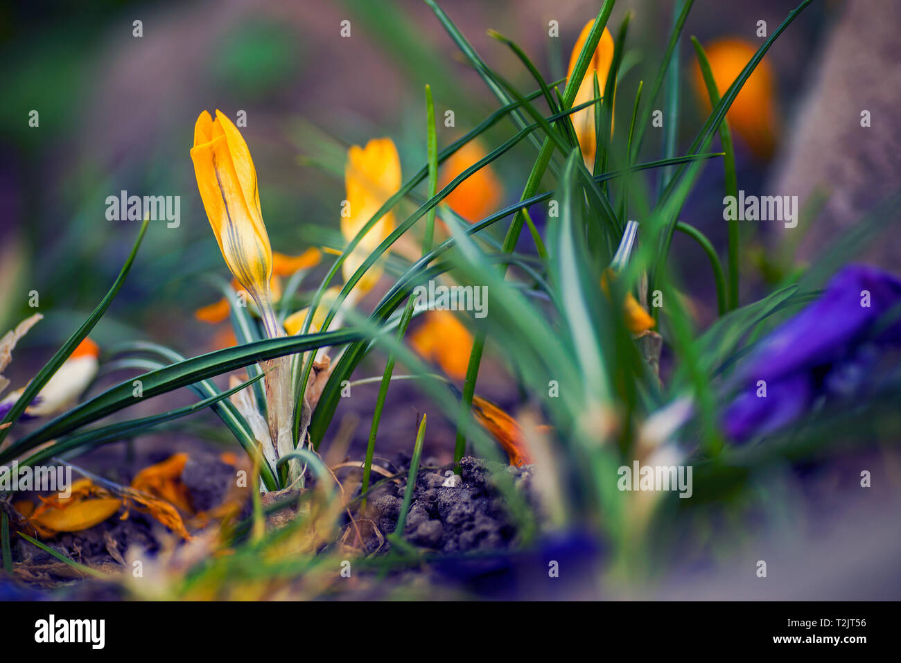 Schöne Gruppe von crocus Blumen Schuß mit einem Makro Nahaufnahme withwith Schöne gelbe Farbe der Blütenblätter Schuß in den Frühling Stockfoto