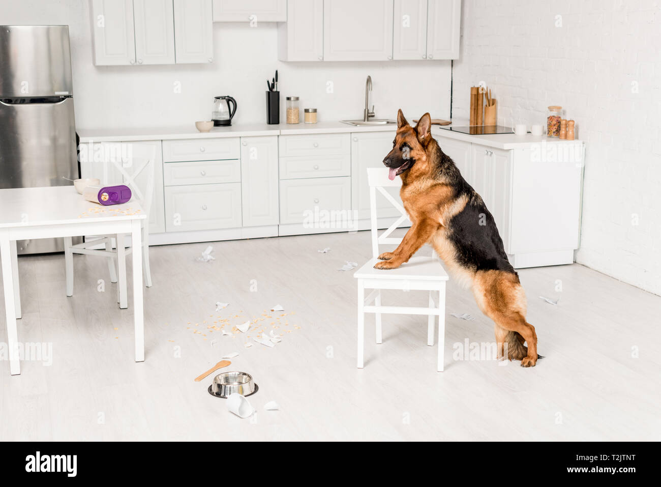 Süße Schäferhund stehend auf weißen Stuhl und Wegsehen in unordentlichen Küche Stockfoto