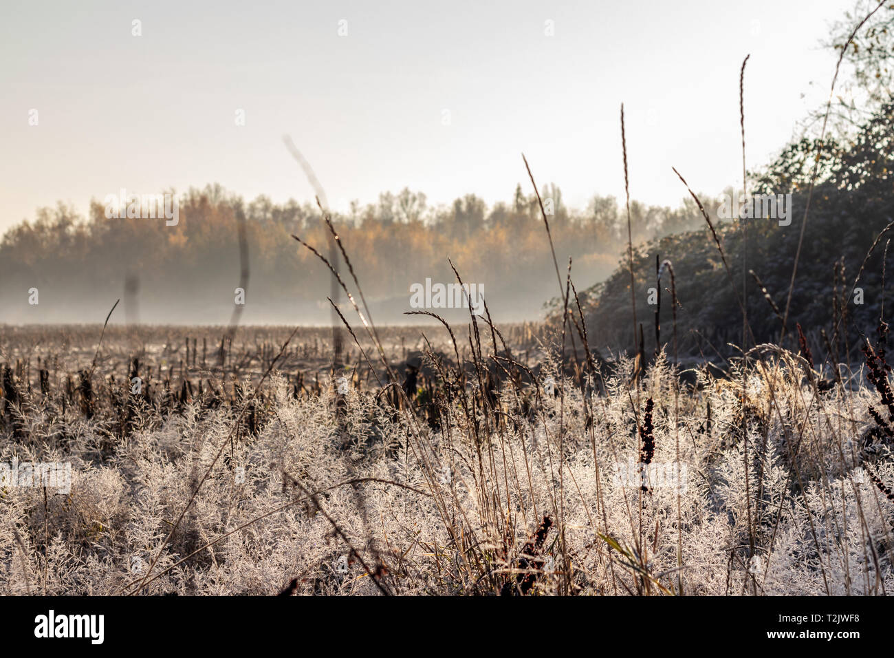 Ein Feld in einem Herbstmorgen Stockfoto