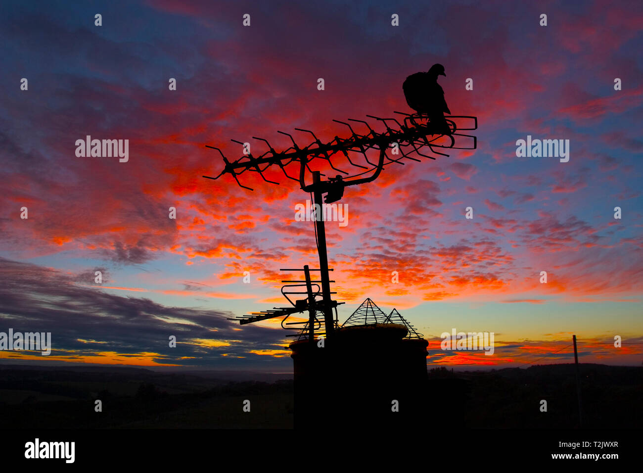 Thront, Barsch, Vogel, Taube, Kragen, Taube, Putzen, Sitzen, über, TV, Antenne, Silhouette, Sonnenuntergang, Sonne, Aufstieg, Cowes, Isle of Wight, England, Vereinigtes Königreich, Stockfoto