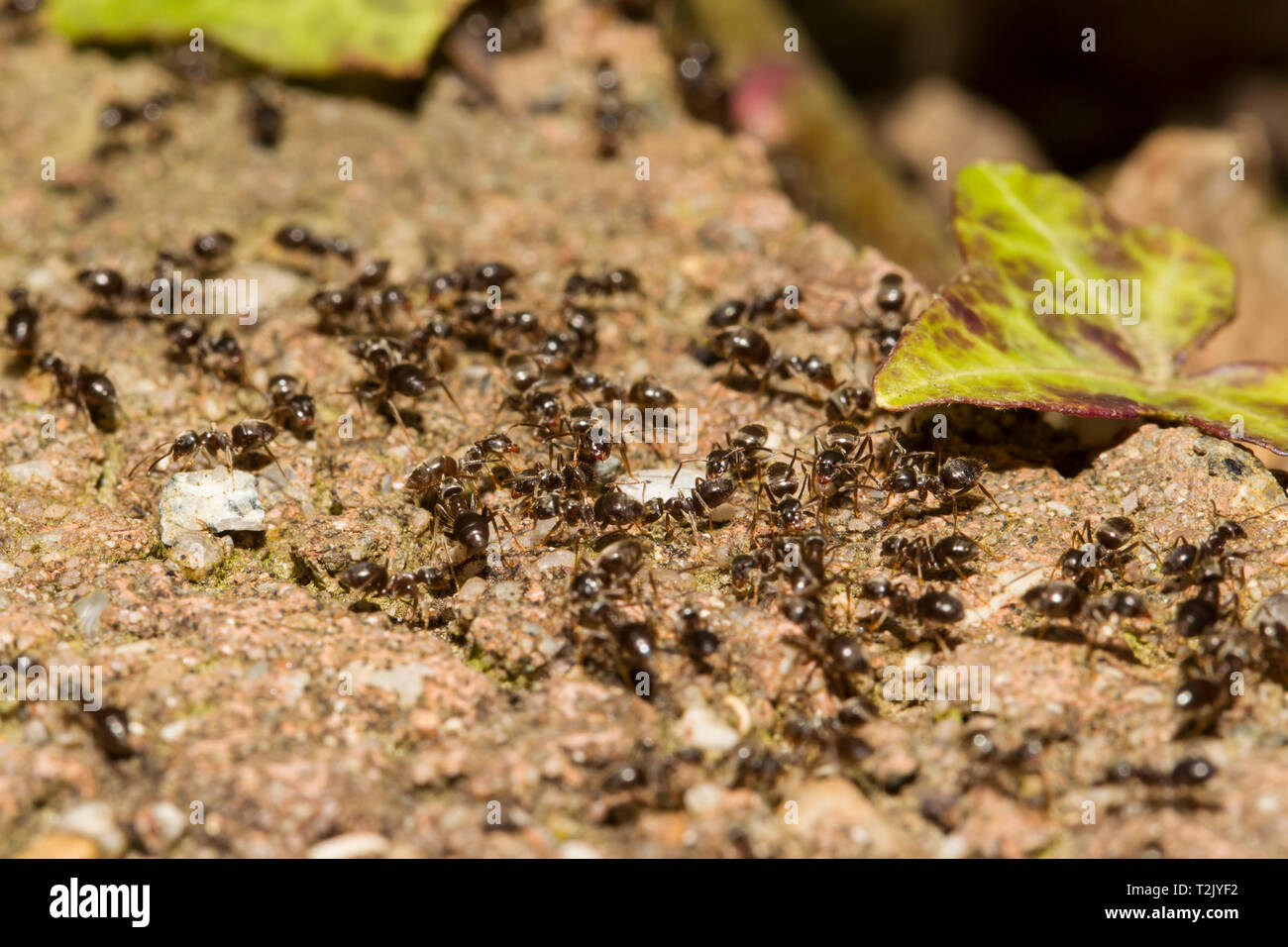 , Formicidae Ameisen, Ameisen Stockfoto