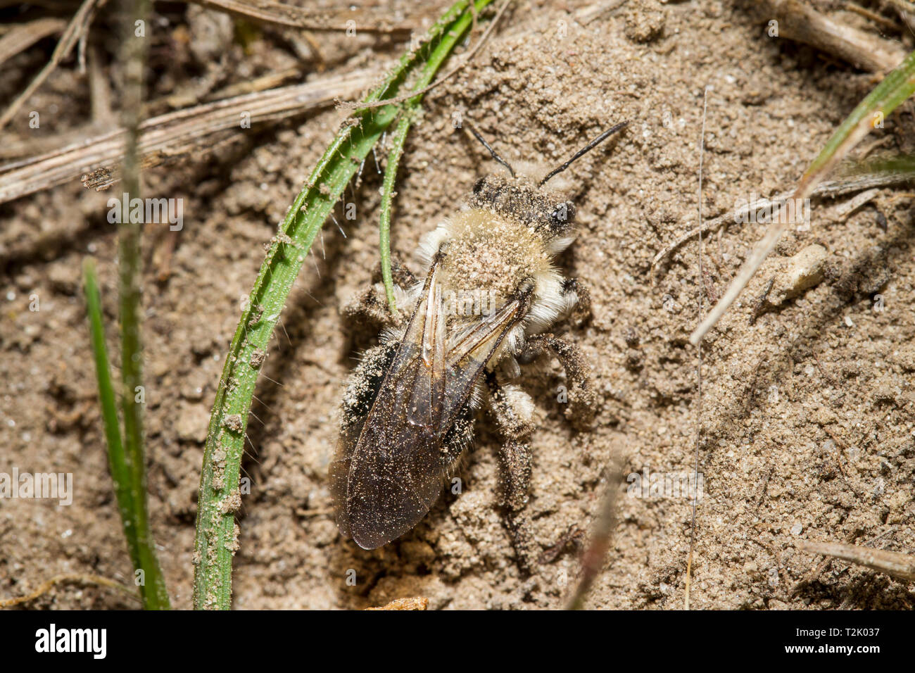 Auensandbiene, Andrena vaga, grau-backed Bergbau bee Stockfoto