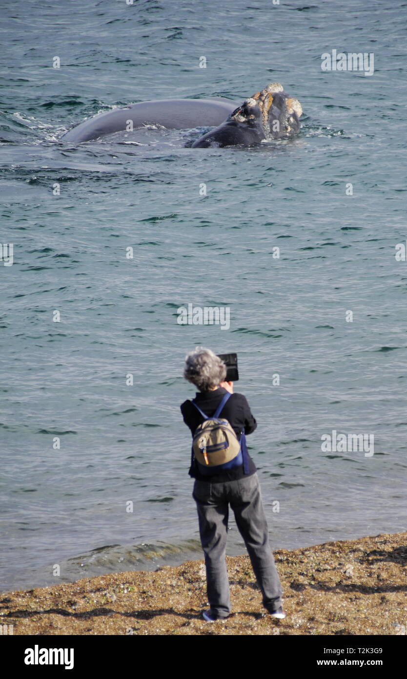 PUERTO MADRYN, AR - ca. Okt, 2018-Touristen verbringen einen sonnigen Frühling Nachmittag beobachten Wale an der Küste von Playa Las Canteras. Stockfoto