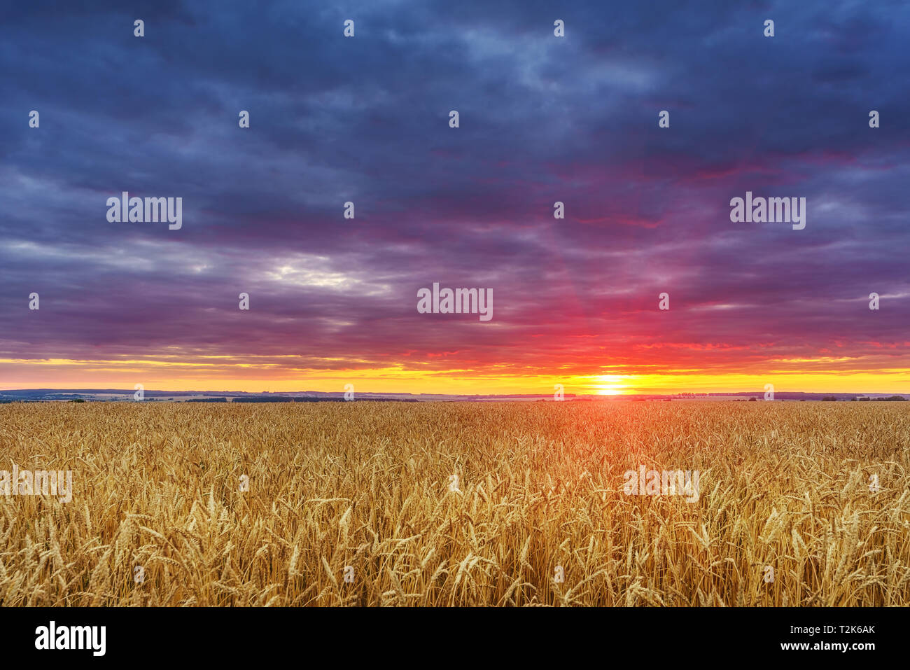 Dramatischer Sonnenuntergang über dem Weizenfeld in der europäischen Landschaft Stockfoto