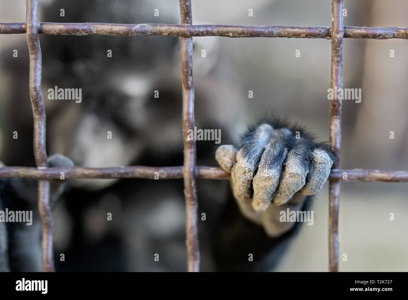 Portrait von traurigen wild Smokey hoffnungslos Hand durch Metall Käfig. Eingesperrten Affen mit dem Zeigen Verzweiflung niedergedrückt Ausdruck. Stop Tierquälerei Konzept. Stockfoto