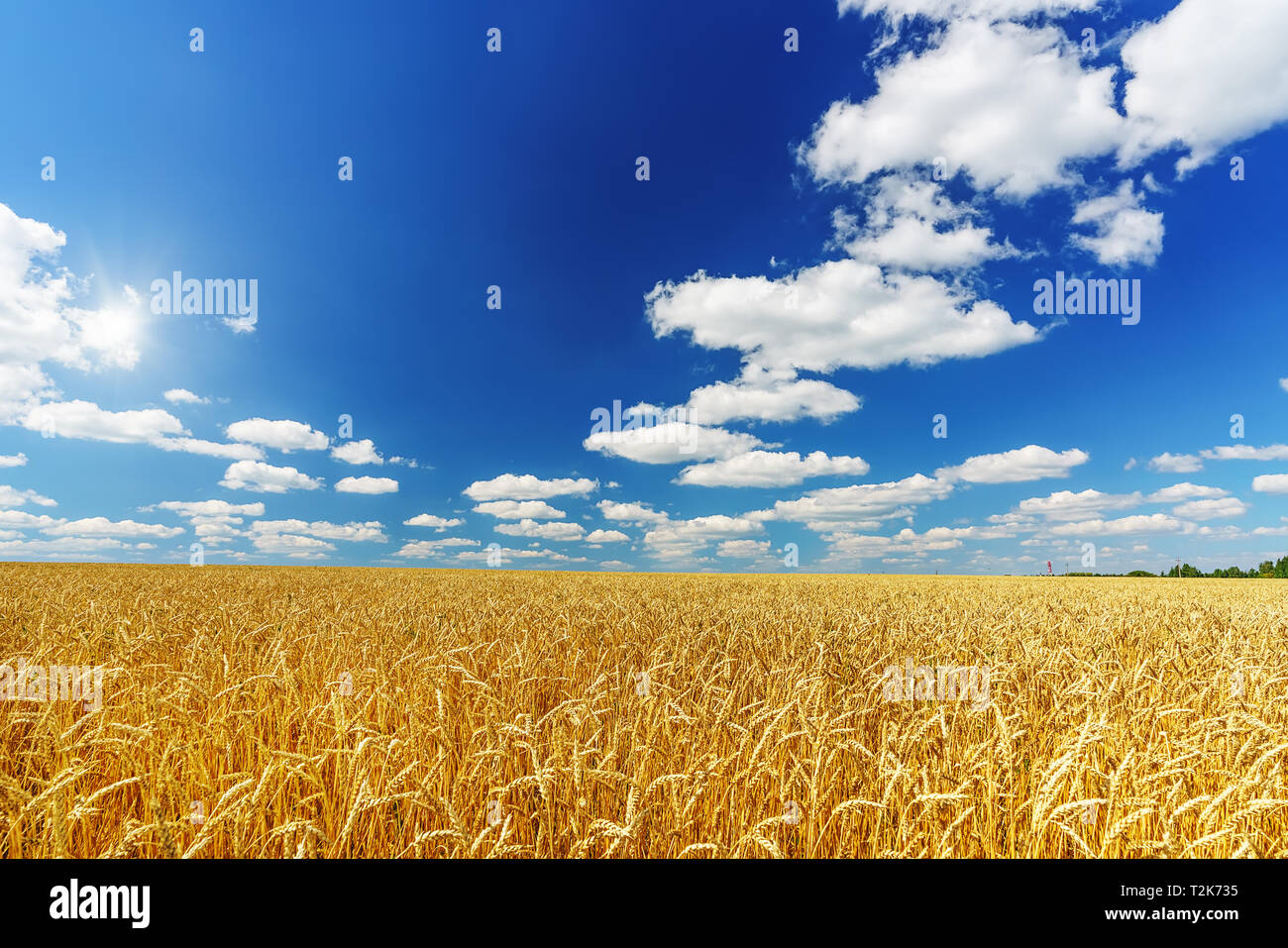Ländliche Landschaft mit goldenen Weizen Feld über blauen Himmel bei sonnigen Tag. Stockfoto