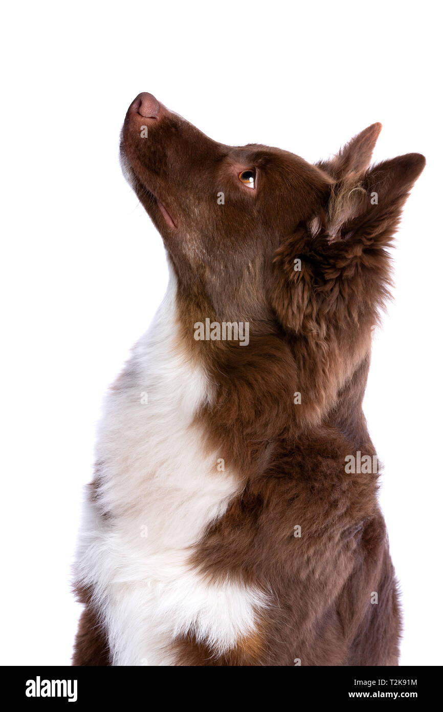 Miniatur amerikanischen Schäferhund vor einem weißen Hintergrund Stockfoto