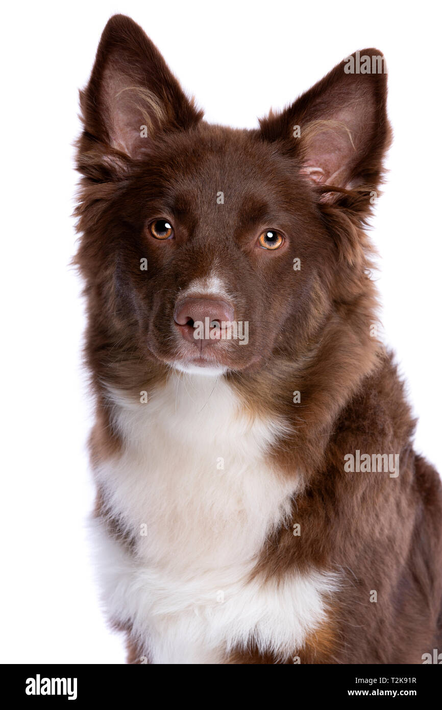 Miniatur amerikanischen Schäferhund vor einem weißen Hintergrund Stockfoto