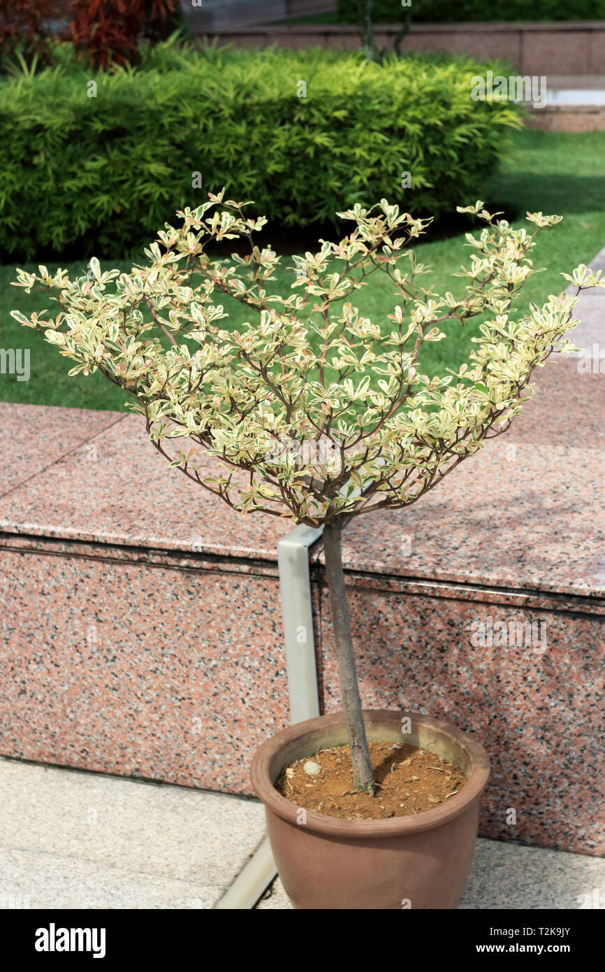 Standard Bougainvillea mit buntem Laub Stockfoto