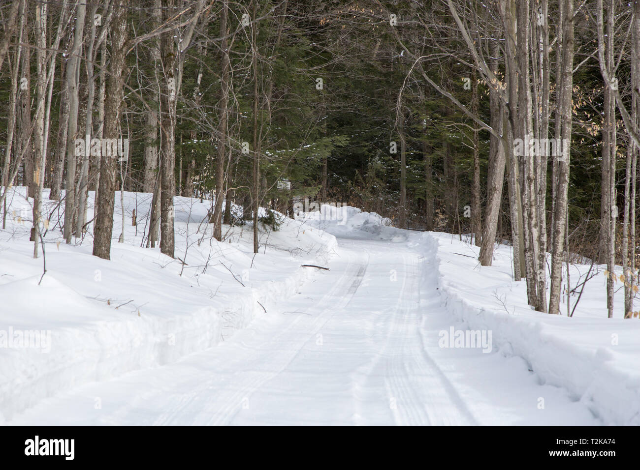 Wald rund um einen Feldweg in Seguin County, Muskoka, Ontario. Stockfoto