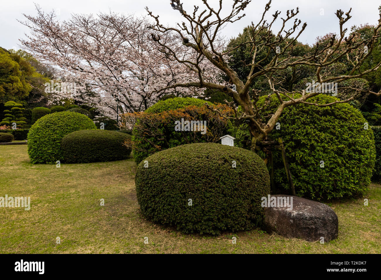 Sakura Kirschblüte an Bansuisou - Bansuisou wurde durch Sadakoto Hisamatsu als seinen persönlichen Villa im Jahre 1922 erbaut. Hisamatsu wurde in Frankreich stationiert Stockfoto