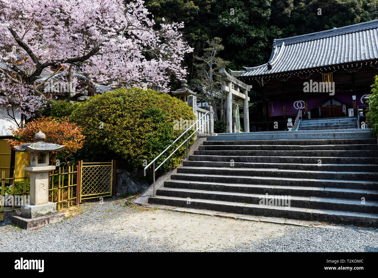 Sakura Kirschblüte an Hantaji Tempel - Hantaji - Tempel des Großen Reichtum auf einem Hügel mit Blick auf Matsuyama Castle und der Seto Inland Se befindet. Stockfoto