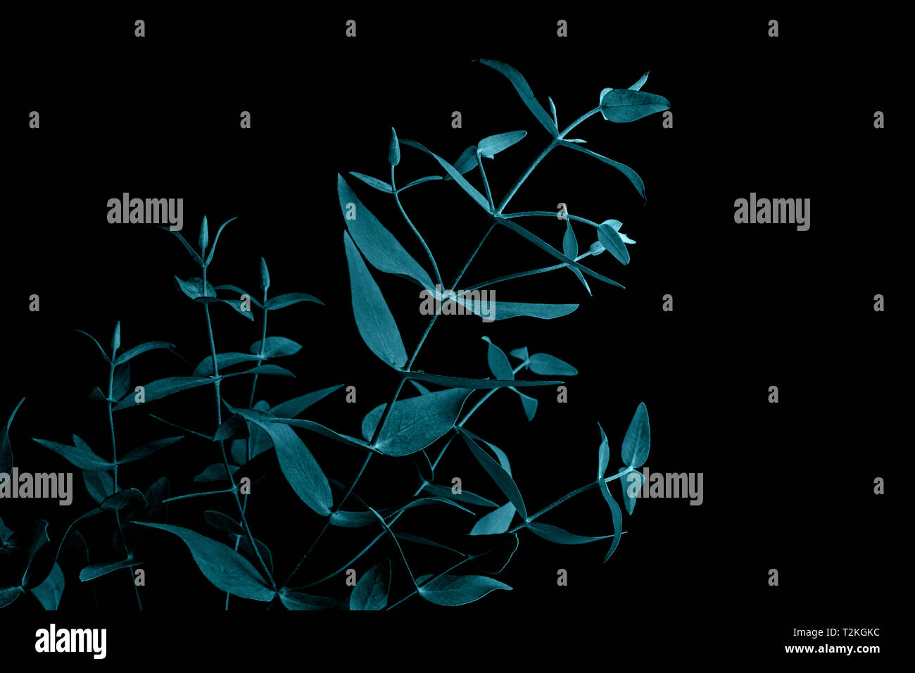 Selektiver Fokus Der Eukalyptus Blatter Mit Schwarzer Farbe Hintergrund Fur Dekoration Design Stockfotografie Alamy
