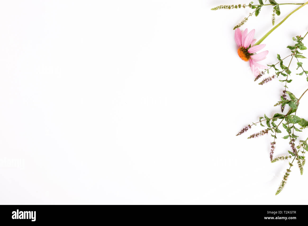 Echinacea, Schafgarbe, Heilpflanzen Hintergrund, Flach, Ansicht von oben Stockfoto