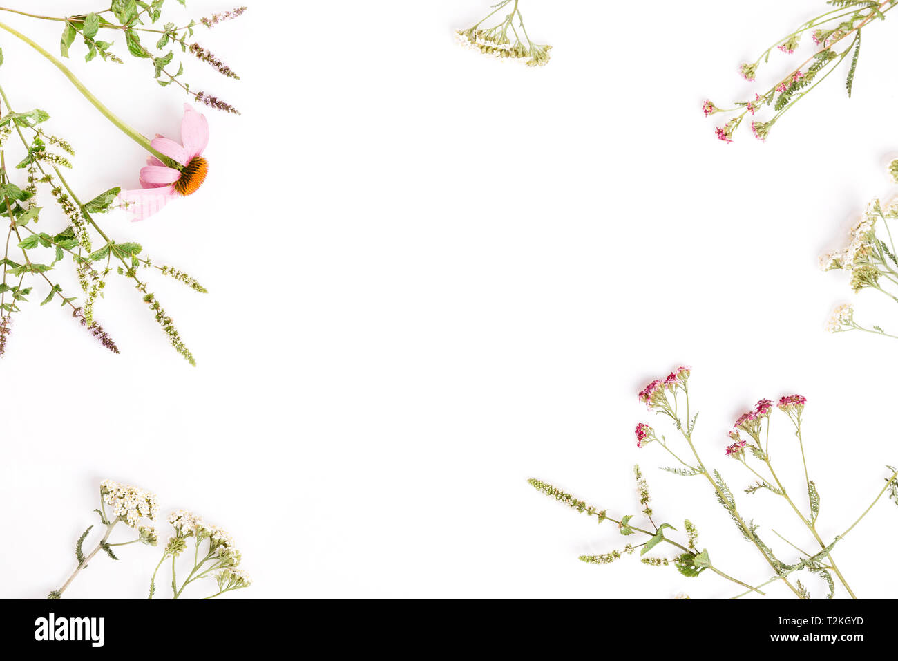 Echinacea, Schafgarbe, Heilpflanzen Hintergrund, Flach, Ansicht von oben Stockfoto
