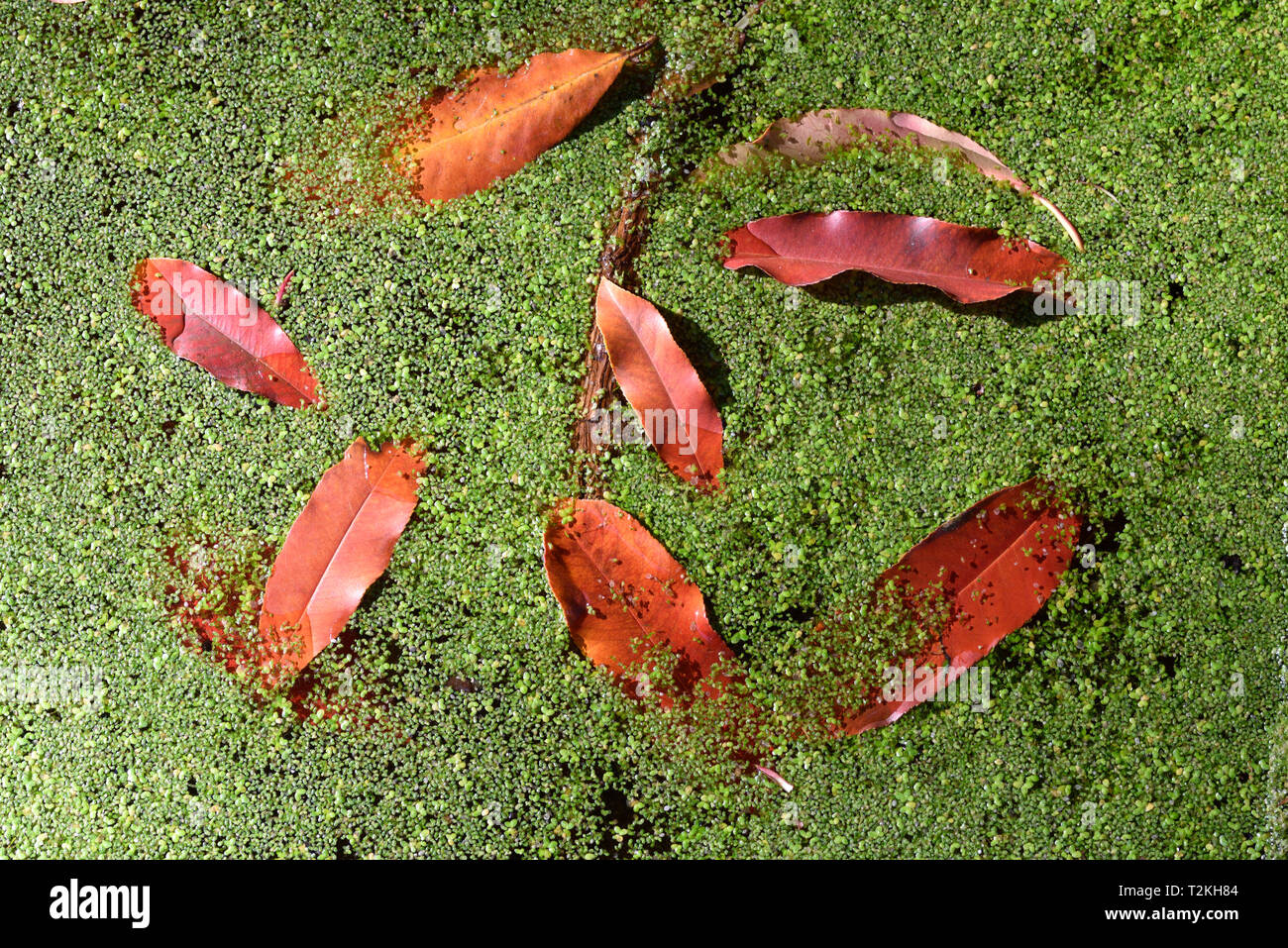 Teich mit algen Fotos und Bildmaterial in hoher Auflösung Alamy