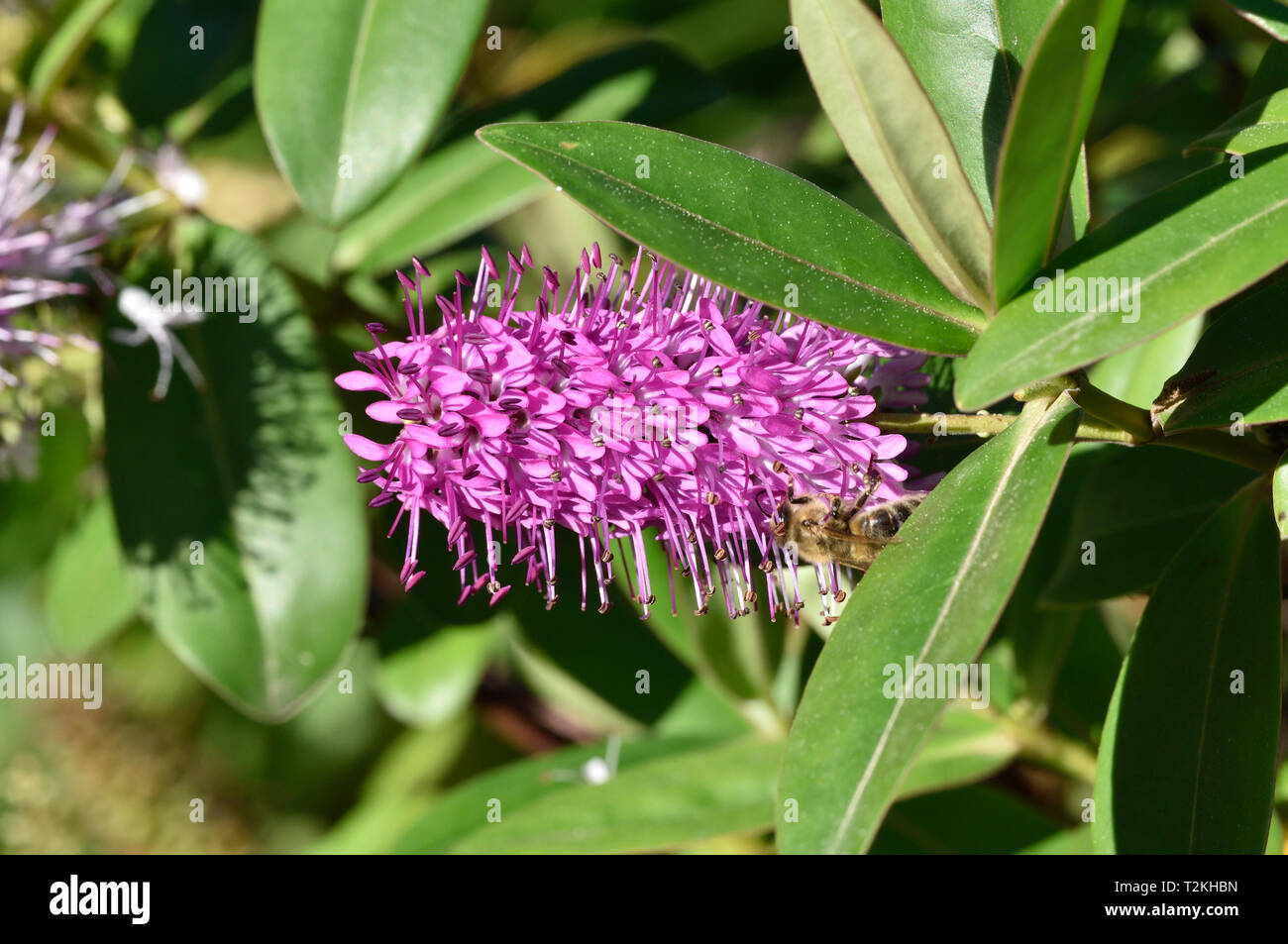 Rote Baldrian Anlage Stockfoto