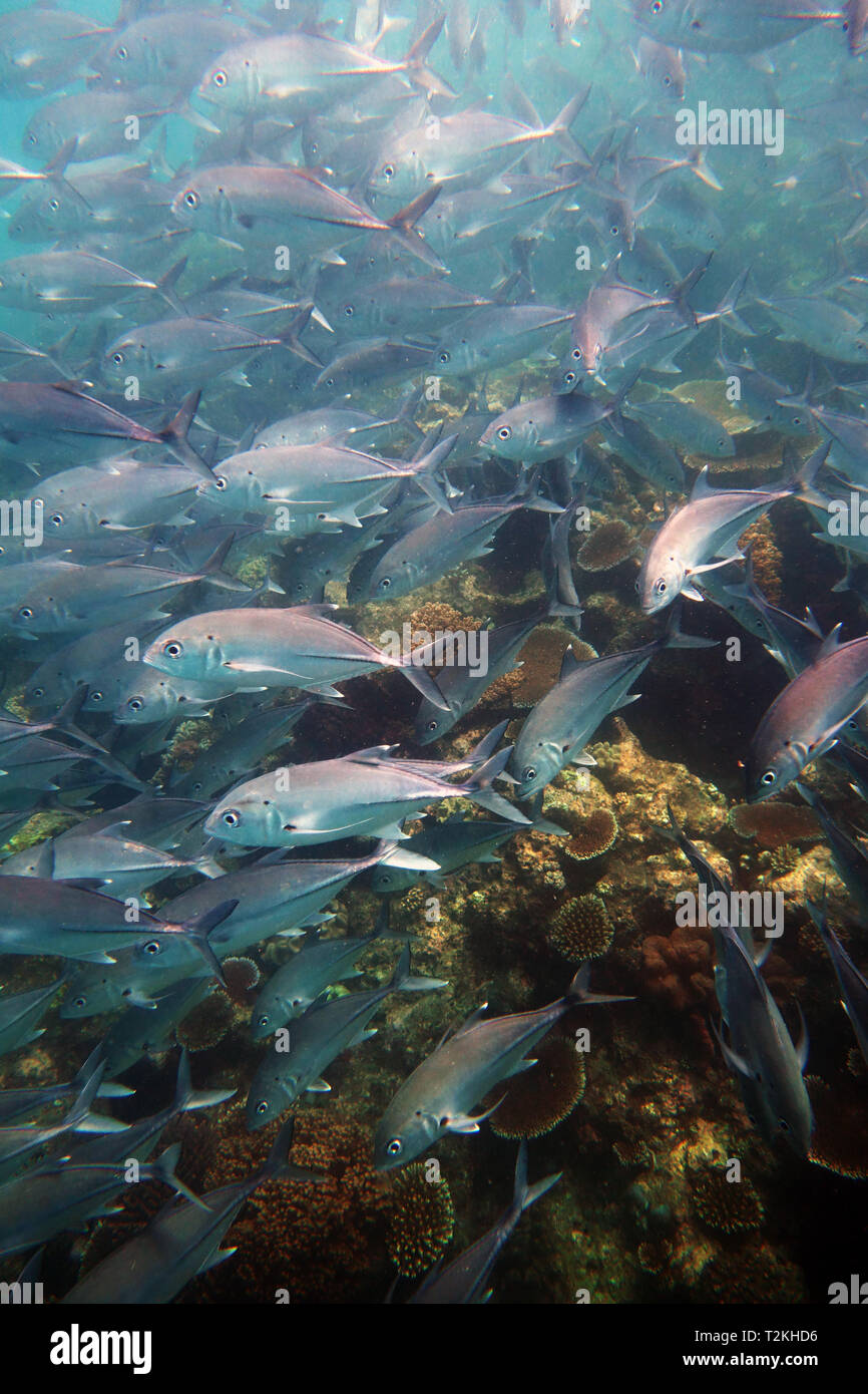 Schule der Großaugen Makrelen () am Moore Reef, Great Barrier Reef, Queensland, Australien Stockfoto
