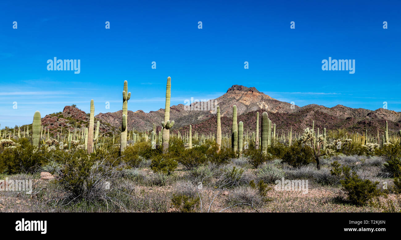 Saguaros in Sonora Wüste - Arizona Stockfoto