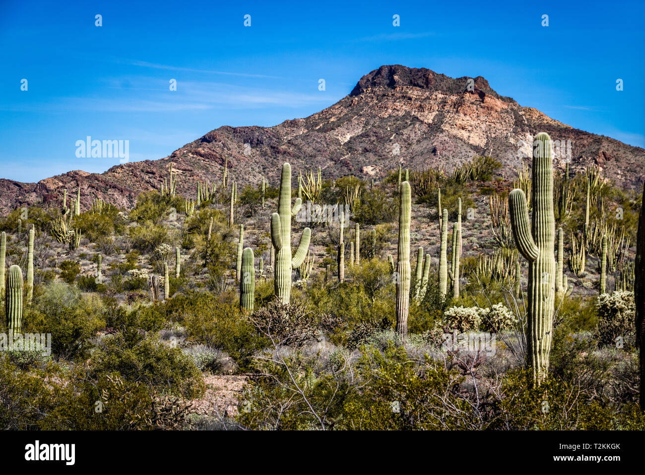 Saguaros in Sonora Wüste - Arizona Stockfoto