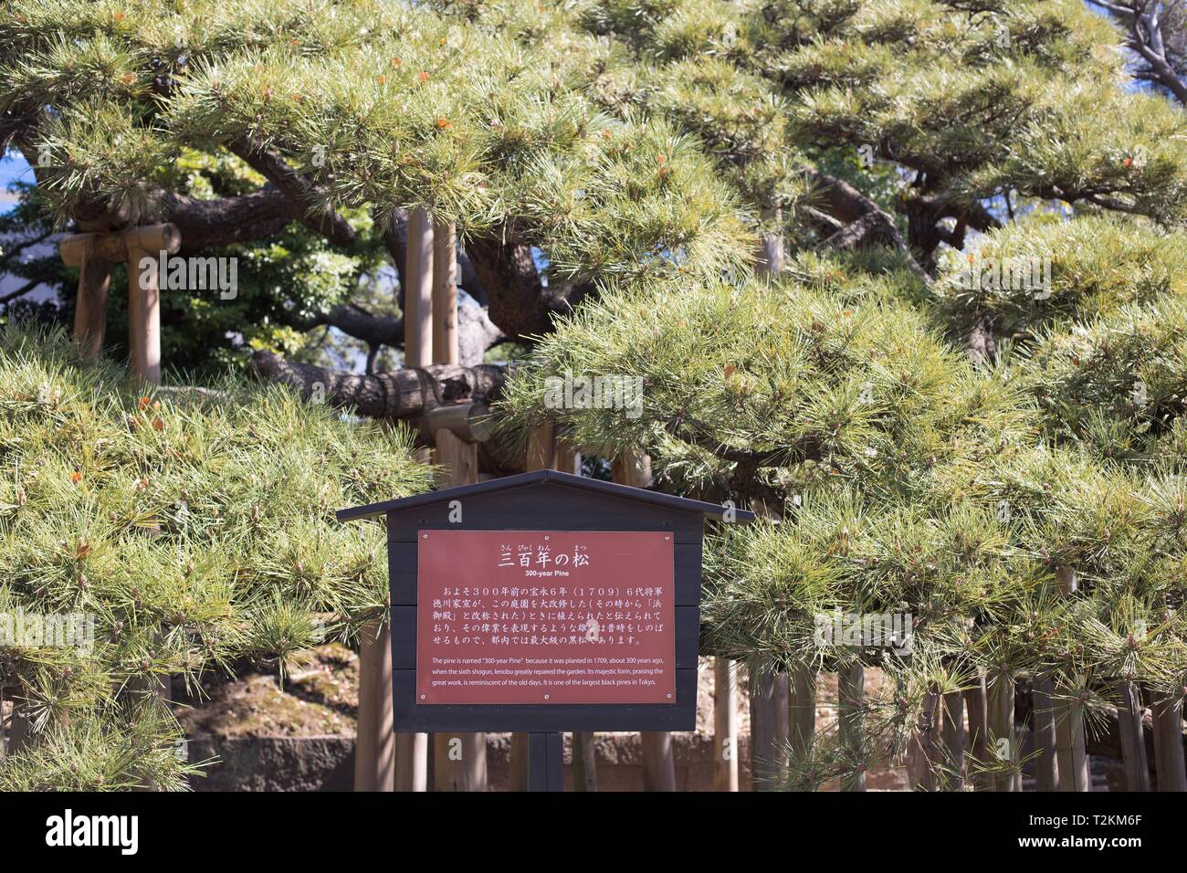 Die 300 Jahre Kiefer am Hamarikyu Gärten, in Tokio, Japan. Stockfoto