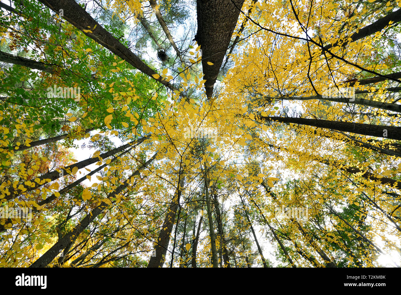 Low Angle View von Waldbäumen und wechselt die Farbe im Herbst Stockfoto