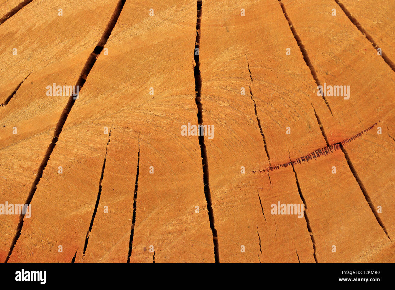 Gesägte Holz Forstwirtschaft anmelden Hintergrund mit Rissen und Kettensäge Zahn Marken frisch unten geschnitten. Stockfoto