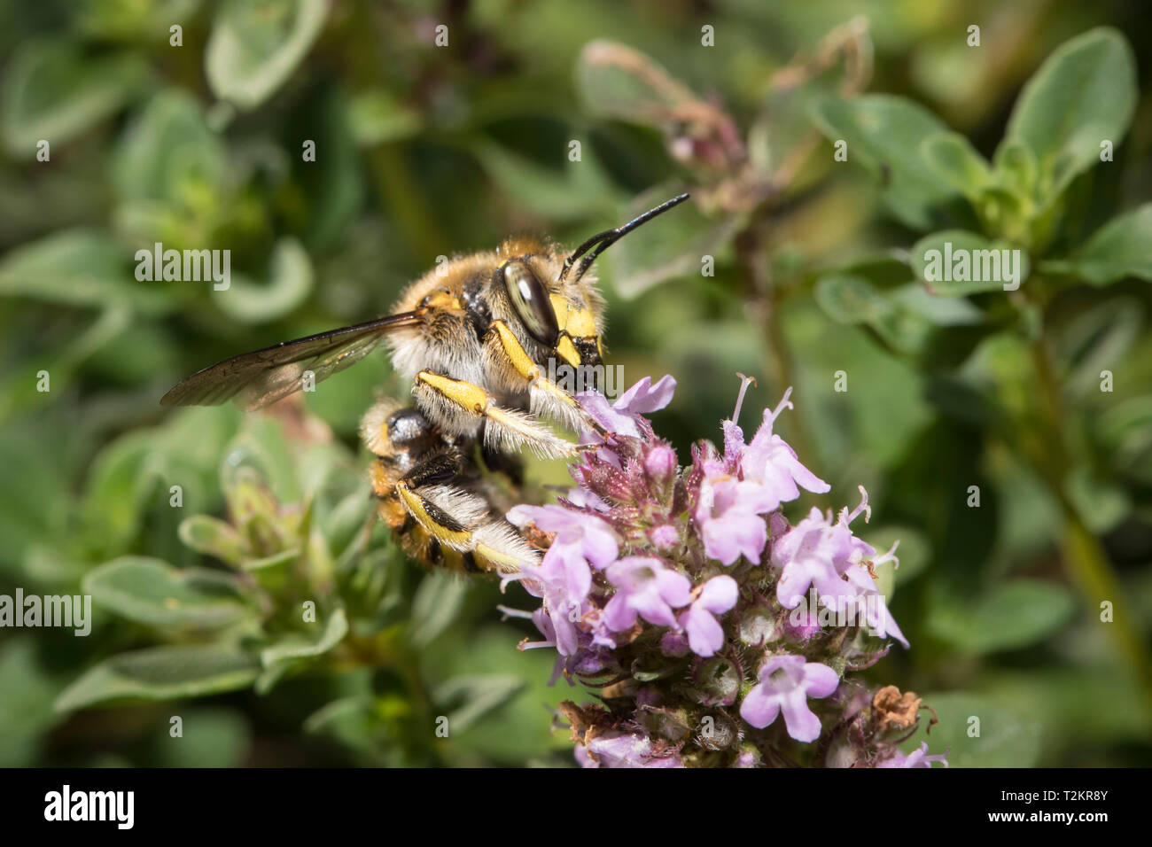 , Wollbiene Anthidium manicatum, Europäische wolle carder Bee Stockfoto