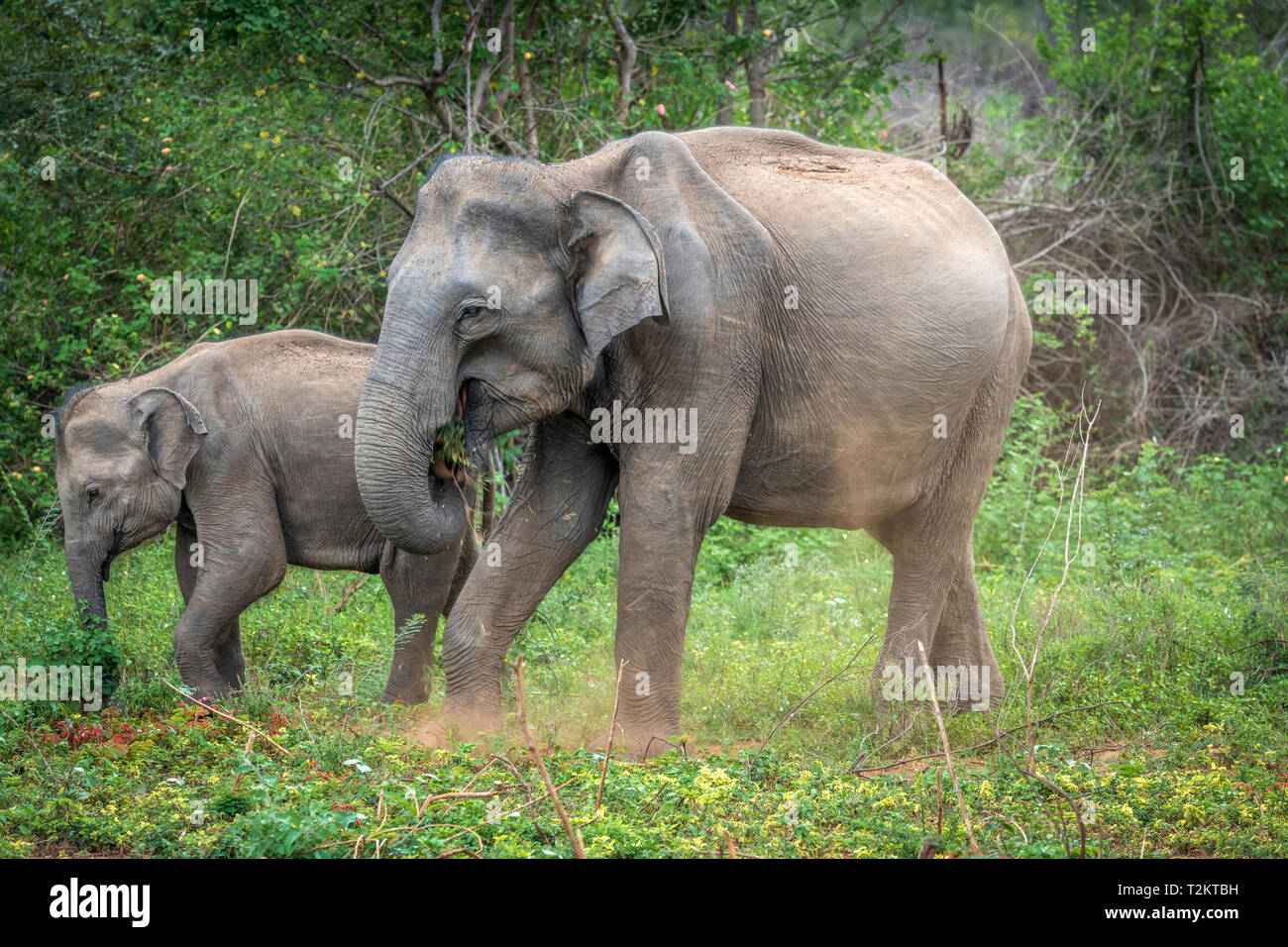 Tief im Inneren Udawalawe National Park in der südlichen Provinz von Sri Lanka, ein verspieltes Baby Elefant von einem anderen Mitglied der Herde lernt. Stockfoto