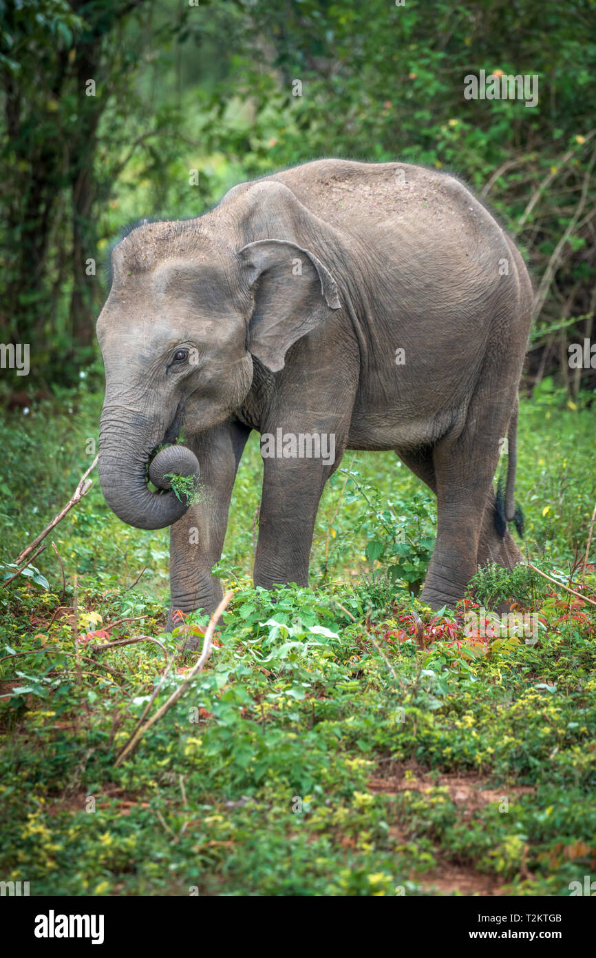 Tief im Inneren Udawalawe National Park in der südlichen Provinz von Sri Lanka, einem verspielten Elefantenbaby von anderen Mitgliedern der Herde lernt. Stockfoto