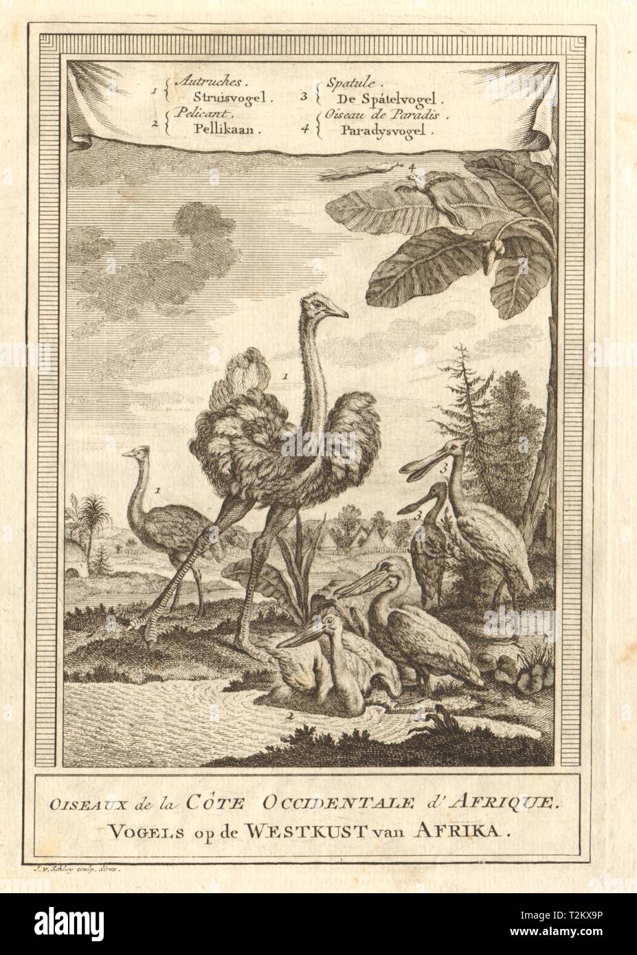 West African Vögel. Strauß pelican Löffler Bird of paradise. SCHLEY 1747 Stockfoto