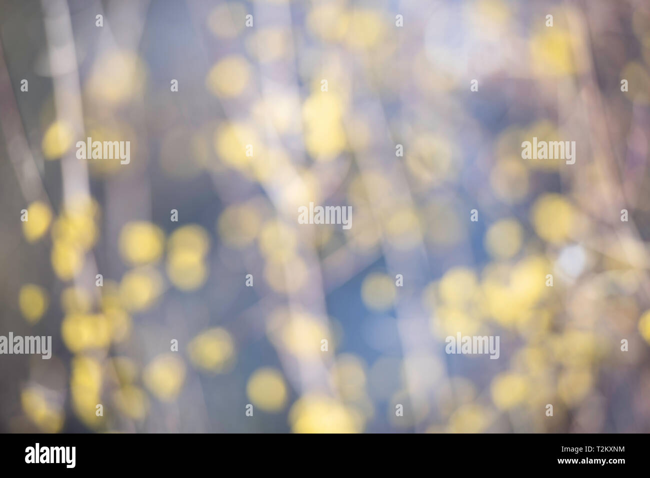 Unscharfer Hintergrund mit gelben Blüten im Frühling Stockfoto