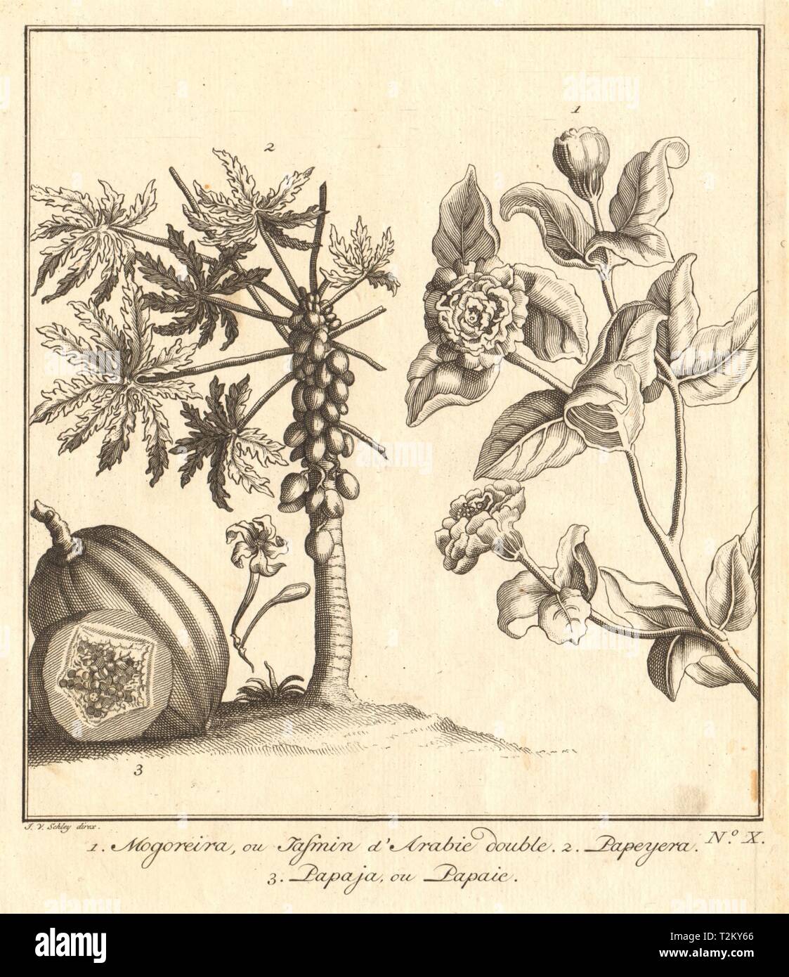 Tropische Früchte und Pflanzen. 1001 Jasmin Mogra verdoppeln. Papaya. SCHLEY  1763 Stockfotografie - Alamy