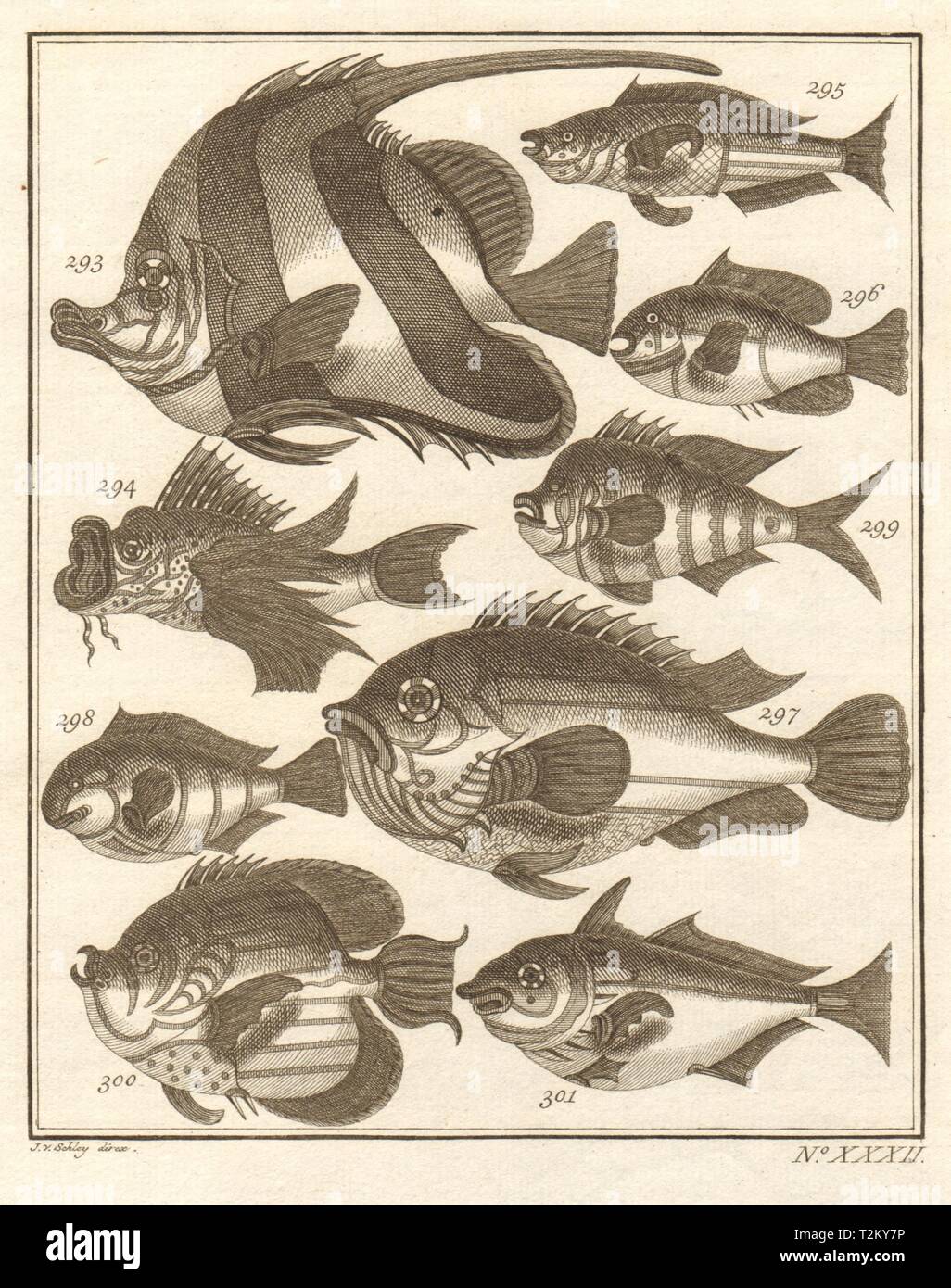 XXXII. Poissons d'Ambione. Indonesien Molukken Molukken tropischen Fischen. SCHLEY 1763 Stockfoto