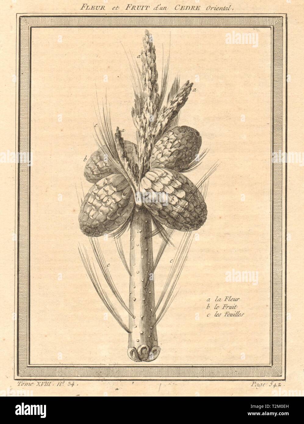 "Fleur et Früchte d'un Cèdre Oriental Oriental Zeder Obst & Blume. Russland 1768 Stockfoto
