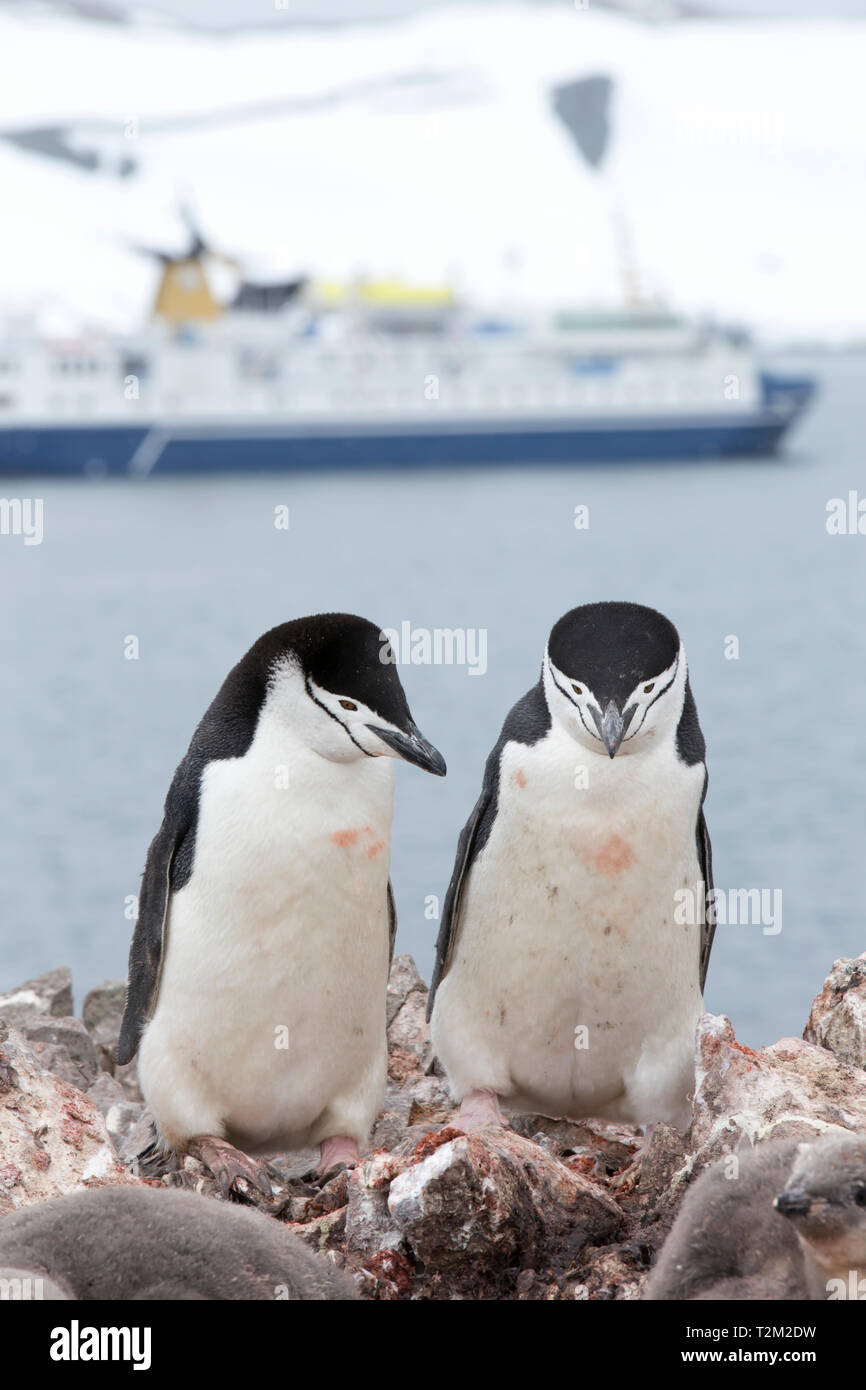 Zügelpinguin Pygoscelis antarcticus, Verschachtelung auf Half Moon Island in der antarktischen Halbinsel mit einem Antarktis Kreuzfahrt Schiff hinter. Stockfoto