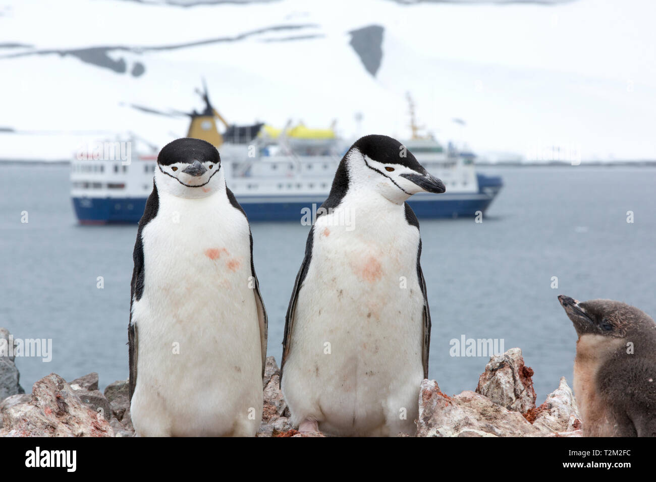 Zügelpinguin Pygoscelis antarcticus, Verschachtelung auf Half Moon Island in der antarktischen Halbinsel mit einem Antarktis Kreuzfahrt Schiff hinter. Stockfoto