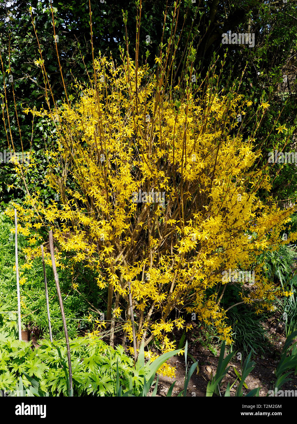 Ein forsythia Anlage fügt dramatischen Flair zu einem der frühen Frühling Garten und gehören zu den ersten Pflanzen der Feder brach in Blüte. Stockfoto