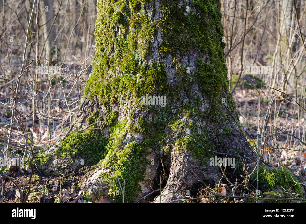 Alte Moos bedeckt Oak Tree Trunk in einer schwedischen Naturschutzgebiet auf der Insel Oland Stockfoto