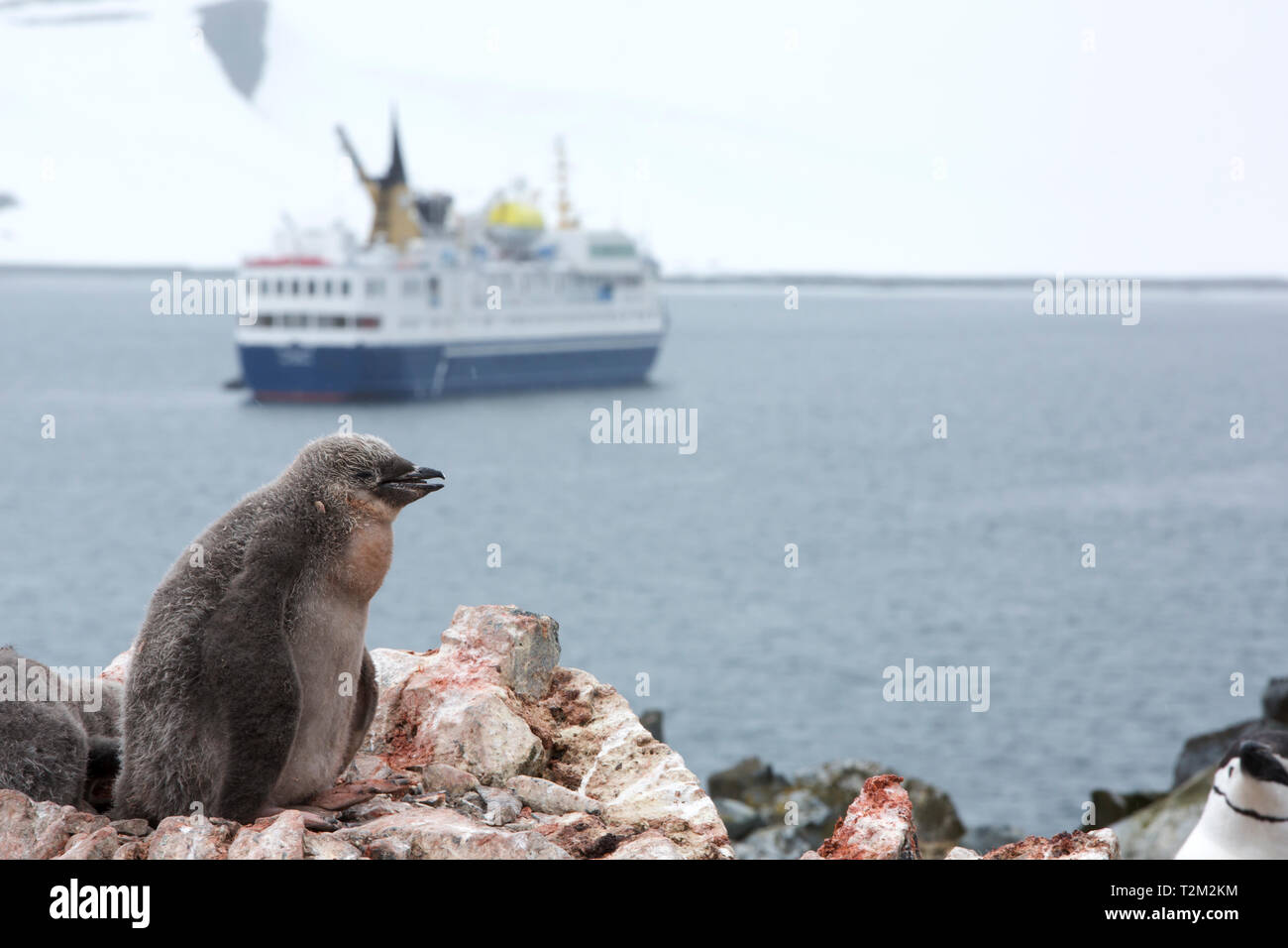 Zügelpinguin Pygoscelis antarcticus, Verschachtelung auf Half Moon Island in der antarktischen Halbinsel mit einem Antarktis Kreuzfahrt Schiff hinter. Stockfoto